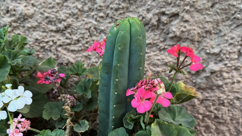 A Huachuma cutting growing in a pot among pink and white geraniums against a rendered wall