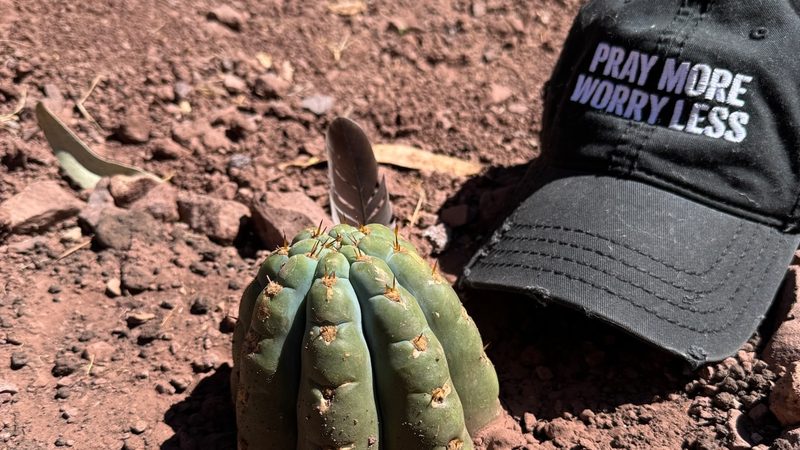 A short Huachuma cutting planted in red stony earth, a dark feather standing behind it and a black cap printed Pray More Worry Less lying beside it