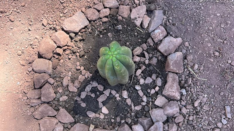 Looking down at a young Huachuma cutting in dark soil ringed with a circle of stones