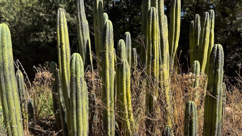 A dense stand of tall mature Huachuma columns growing among dry grass, a hillside and blue sky behind