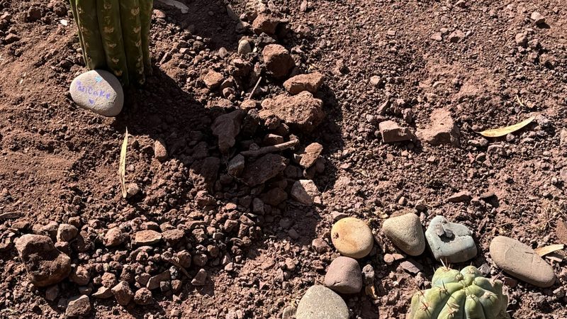 The base of a young Huachuma plant with a painted river stone beside it, a second planting ringed with stones at the edge of the frame, in stony red earth
