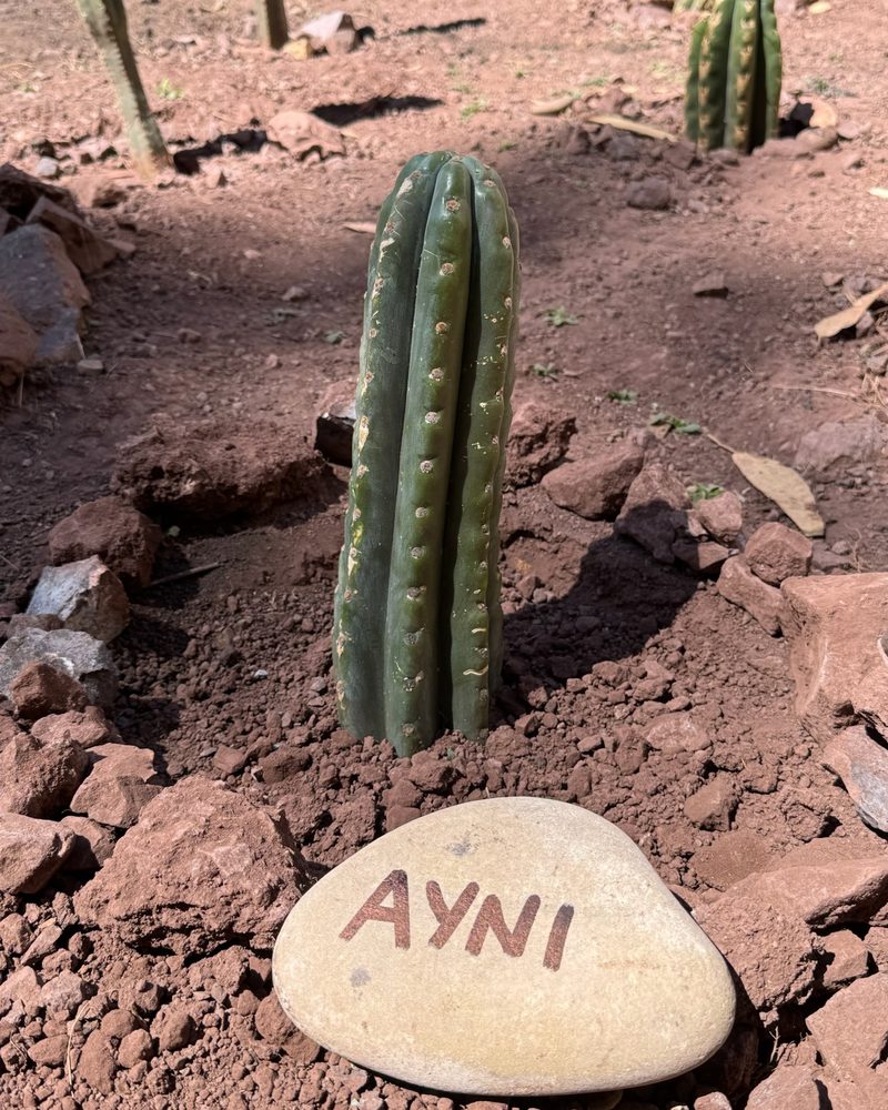 A young Huachuma cactus with a river stone at its base painted with the word Ayni
