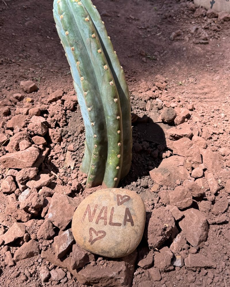 A tall young Huachuma cactus in a bed of broken rock with a river stone at its base painted NALA