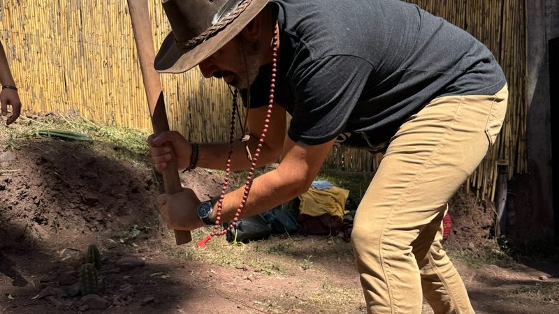 A person breaking ground with a pickaxe beside a reed fence, a Huachuma cutting already planted at their feet
