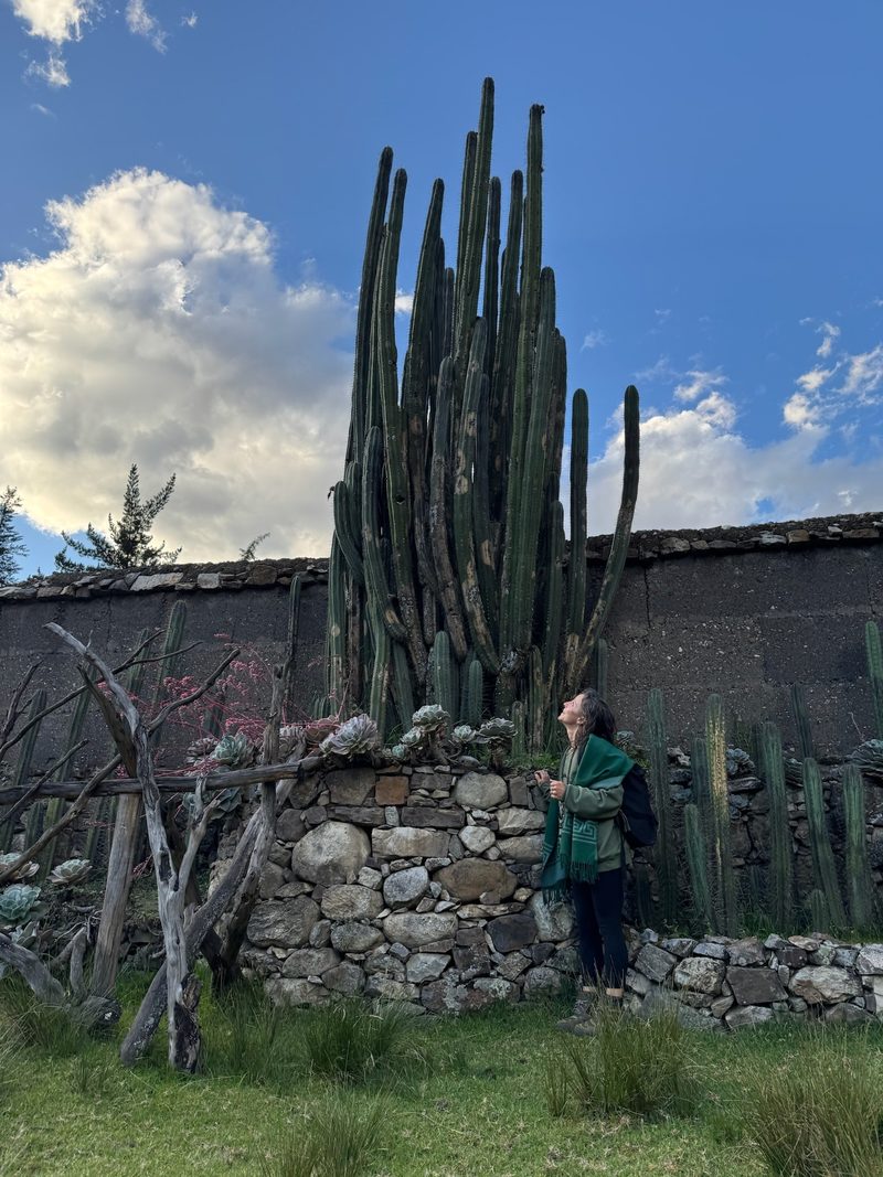 A person standing beside a tall stand of mature Huachuma growing from a dry stone planter, a fence of cactus and a garden wall behind, at a private garden near the temple at Chavín in northern Peru