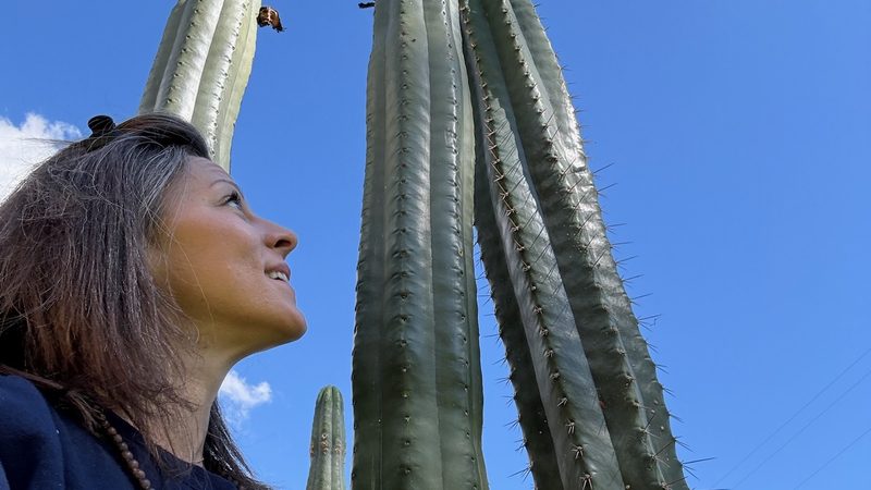 A person looking up at Huachuma columns rising against a clear blue sky