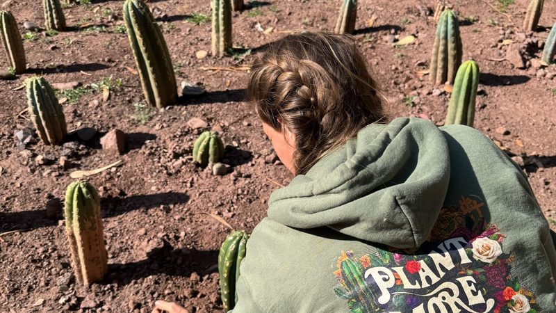 A person in a green Plant More Worry Less hoodie kneeling among rows of young Huachuma plants