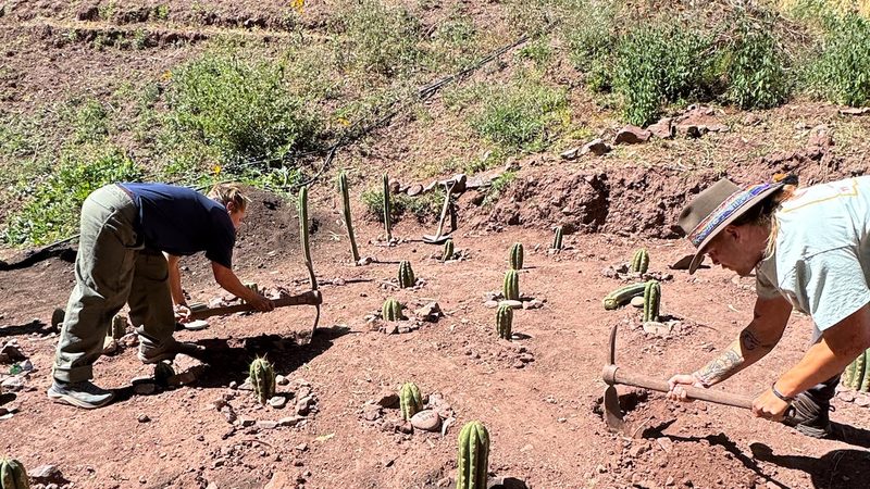 Two people working the ground with hand tools among rows of young Huachuma cuttings, a green hillside rising behind them