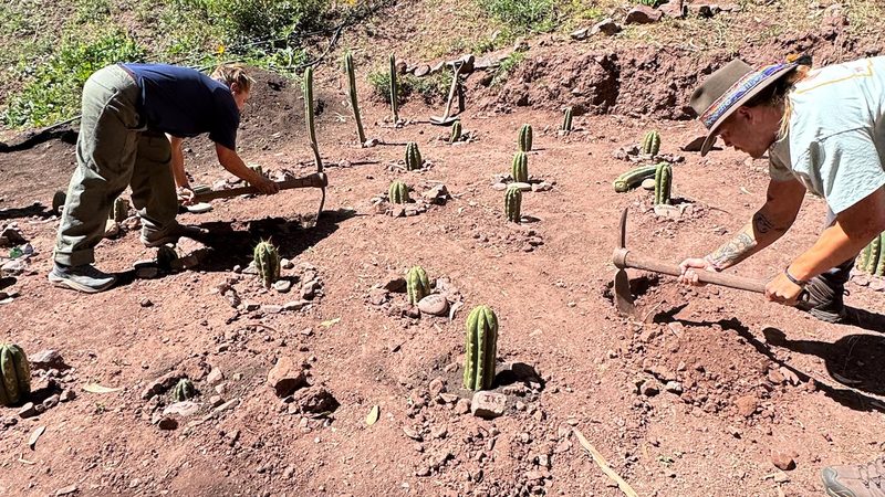 Two people working the ground with hand tools among rows of young Huachuma cuttings, a green hillside rising behind them