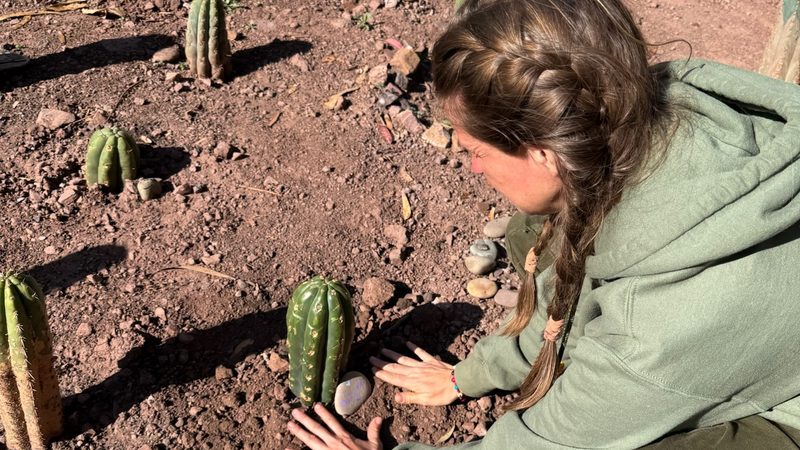 A person crouching over a newly planted Huachuma cutting to place a pale river stone beside it, rows of plantings running back up the slope