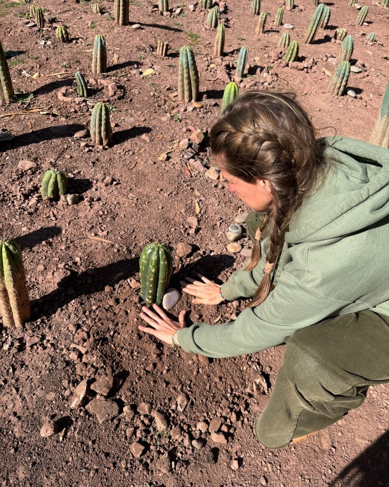 A person crouching over a newly planted Huachuma cutting, placing a pale river stone beside it, rows of plantings running back up the slope