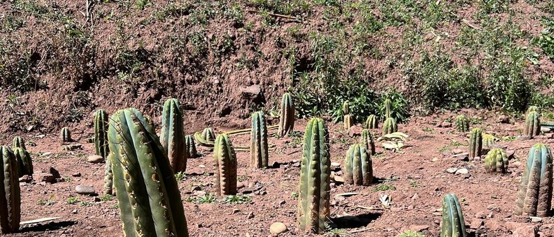 Dozens of young Huachuma cuttings standing in red earth across a terraced slope, with the cut bank rising behind them