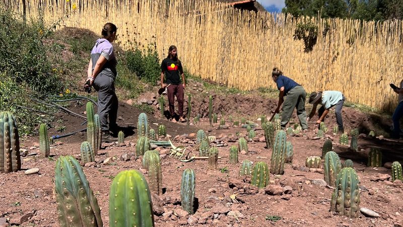 Several people planting Huachuma cuttings across a cleared slope, with a reed fence and a green hillside behind
