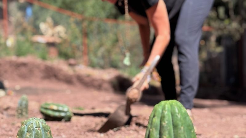 Two young Huachuma cuttings standing sharp in the red earth, a person digging out of focus behind them