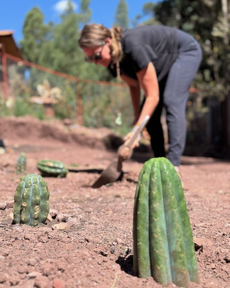 Two young Huachuma cuttings standing sharp in the red earth, a person digging out of focus behind them